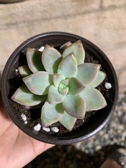 4” succulents