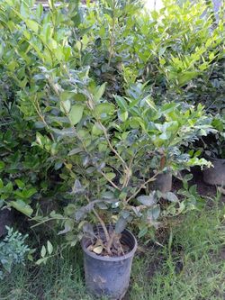 Wax leaf private texanum 5gln 2-3ft