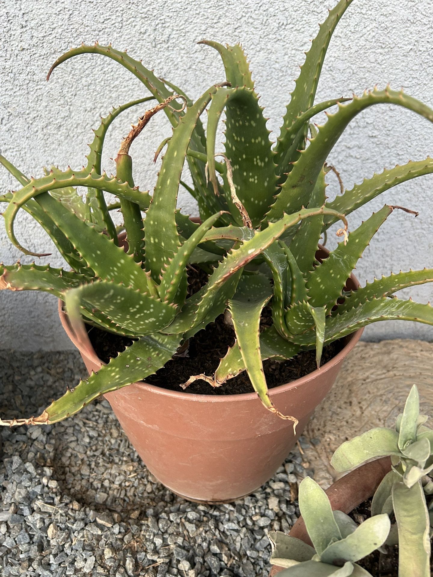 Very Healthy Aloe Vera Plant