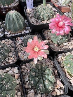 Gymnocalycium Baldanium - Flowering Size