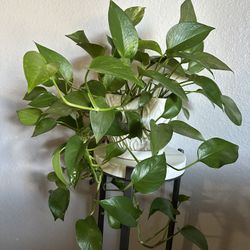5 Assorted Plants With Ceramic Pots
