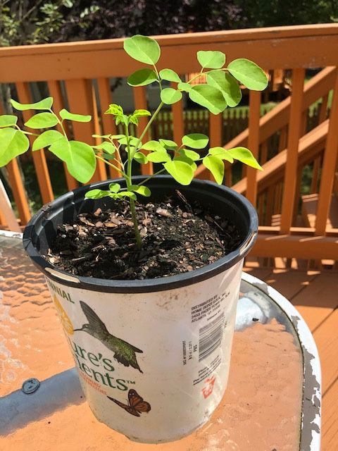 Moringa plants!