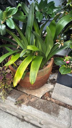 Big Clivia Plant