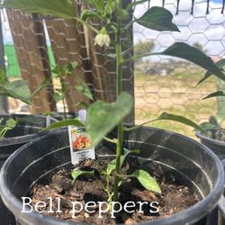 Sweet Bell Pepper Plant (1 Gallon ) $5