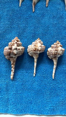 Snipes Bill Murex Seashells Qty 3