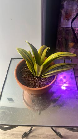 Plant