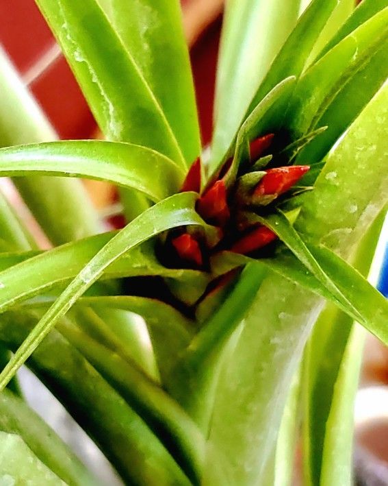 Tillandsia Air Plants -- Multiple Varieties Available
