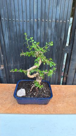 25 years old chinese OOLong bbb tea  bonsai tree