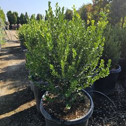 Large 15 Gal Boxwood Plants