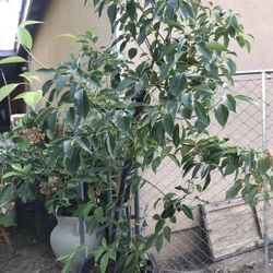 Hermoso Arbol Para La Sonbra 