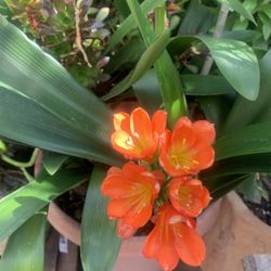 7 Plants In 1 Pot  10 Gallons Container Flowers…