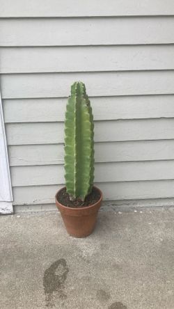 Cactus de manzana peruana