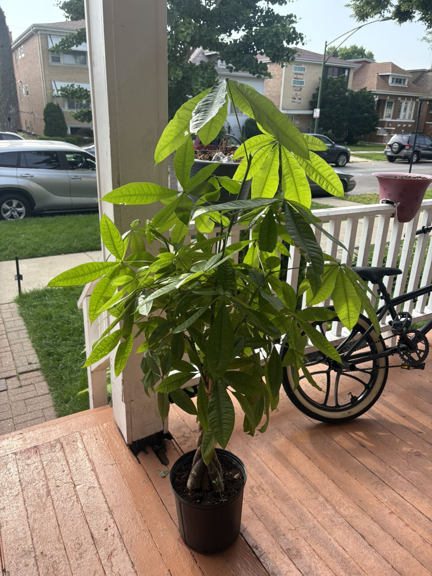Money Tree For Sale