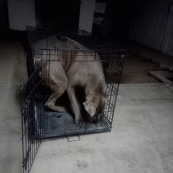 Dog kennel. W 22 1/4X l  35 1/2 X24 1/2  $18.00