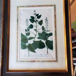 Botanical Prints Vintage 
