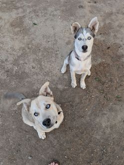 Husky Terrier Puppies