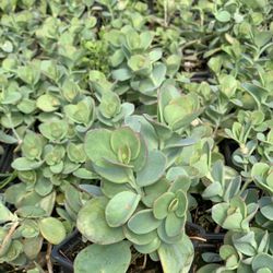 Kalanchoe panamensis