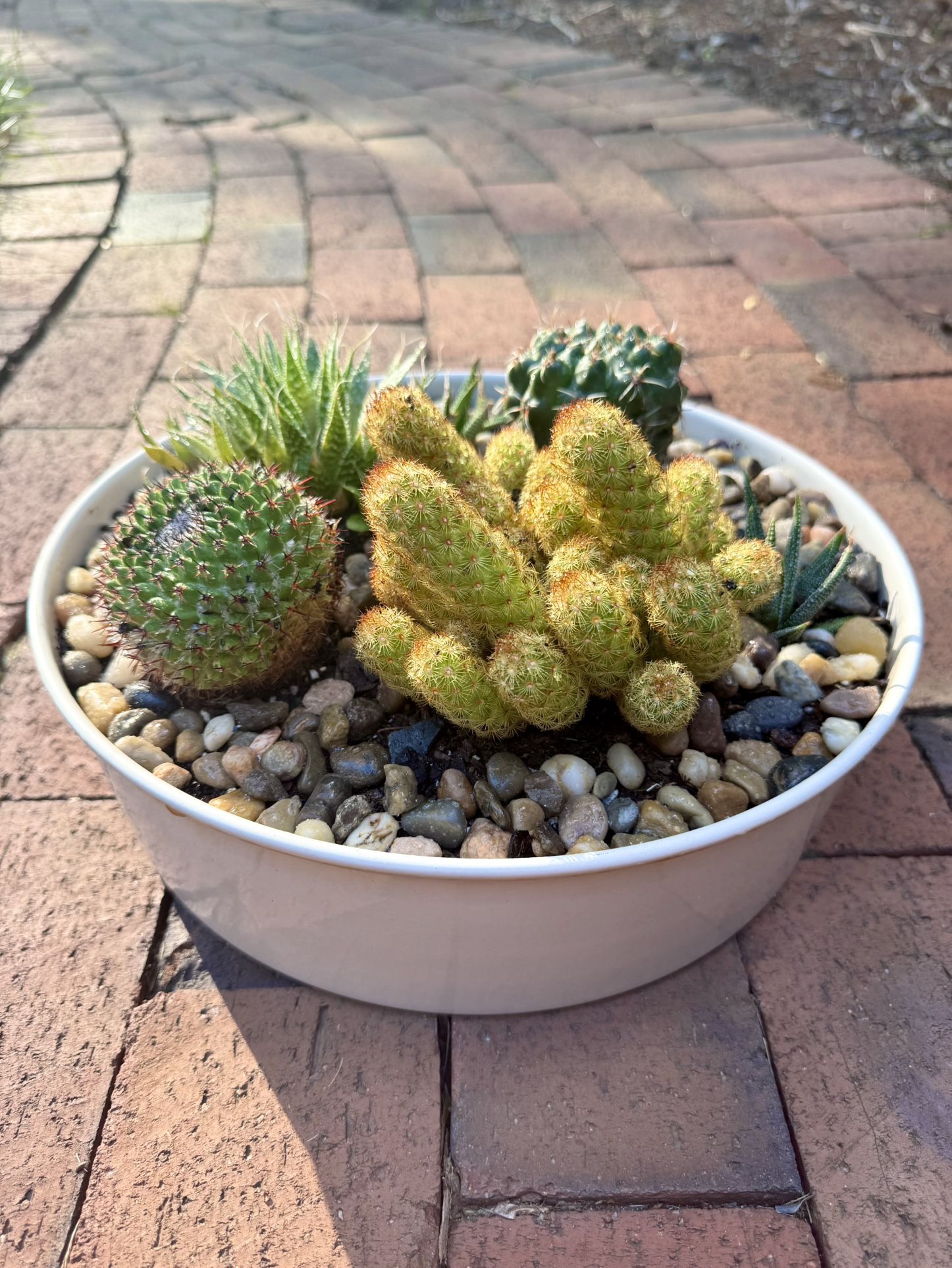 Succulent Display Garden