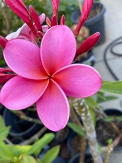 Rooted plumeria plants