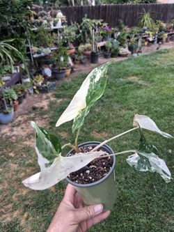 Variegated Syngonium Albo Plant $20