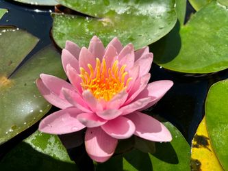 Water Lilies