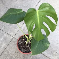 $14 Monstera Plant