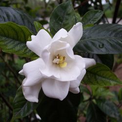 Gardenia Clippings For Propagating 