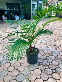 Teddy Bear palm, Dypsis leptocheilos, palm tree