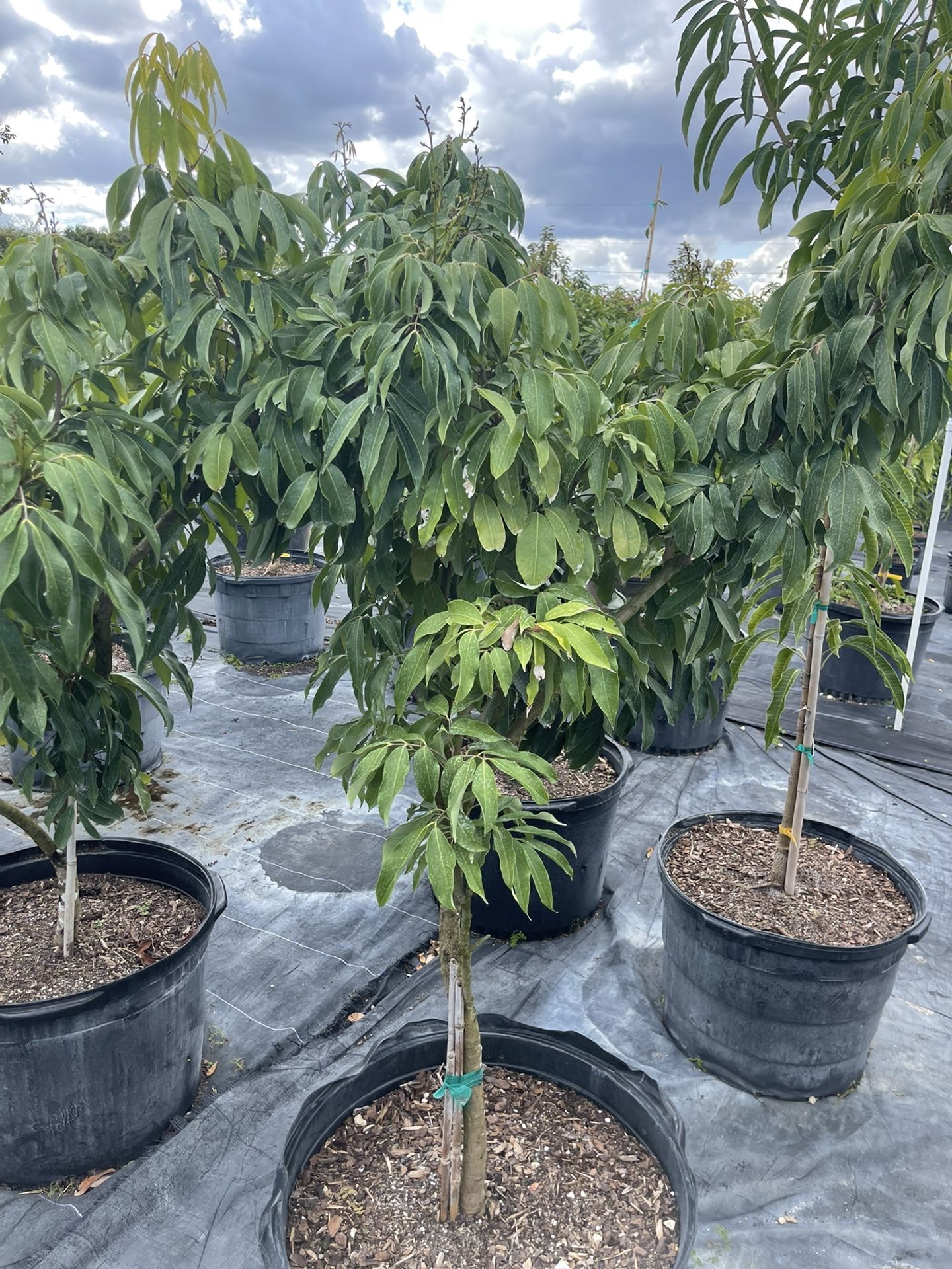 15 gallon lychee tree