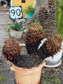 Sago palm