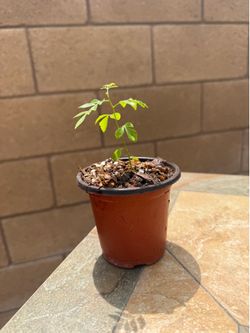 Curry plant seedling