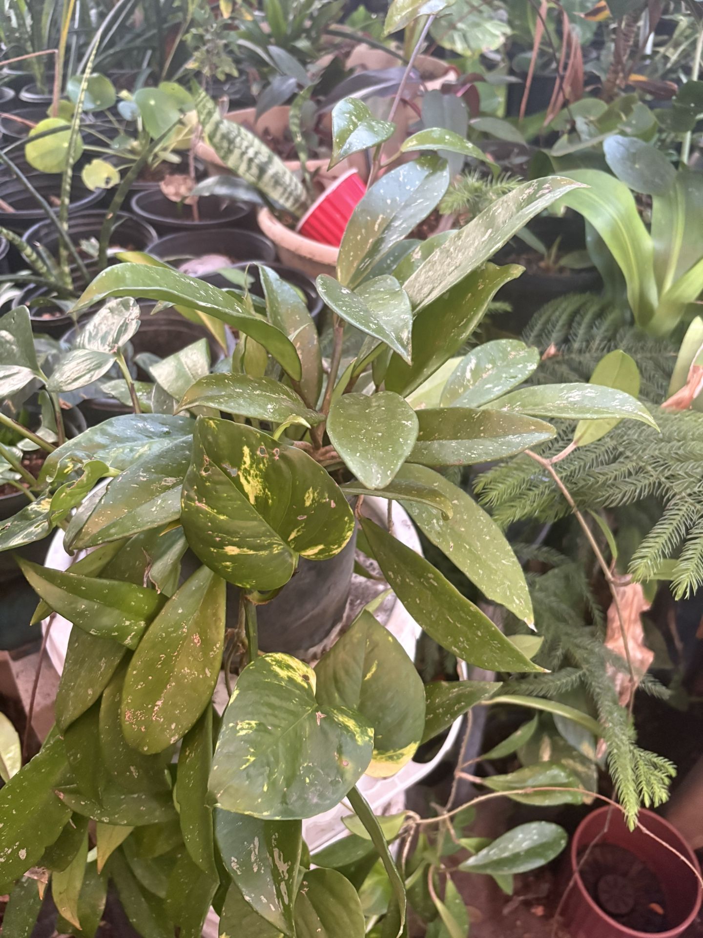Pothos And Hoya Plant