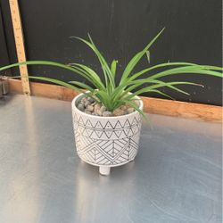 Spider Plant In Planter
