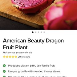 American Beauty Dragon Fruit Plant 