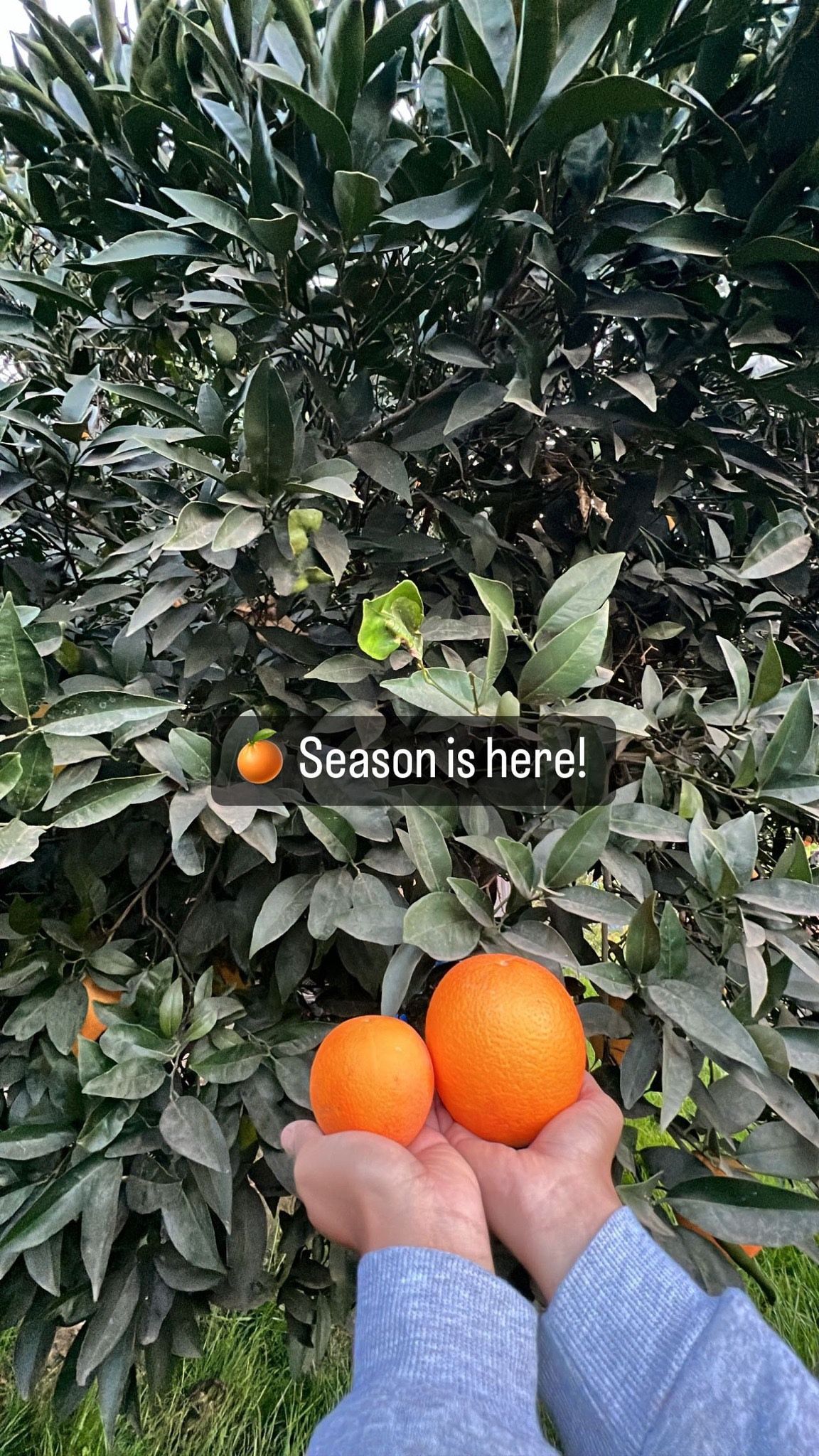 Fresh Picked Oranges 2lb for $5