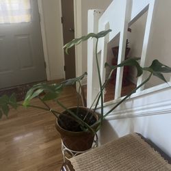 Monstera Plant