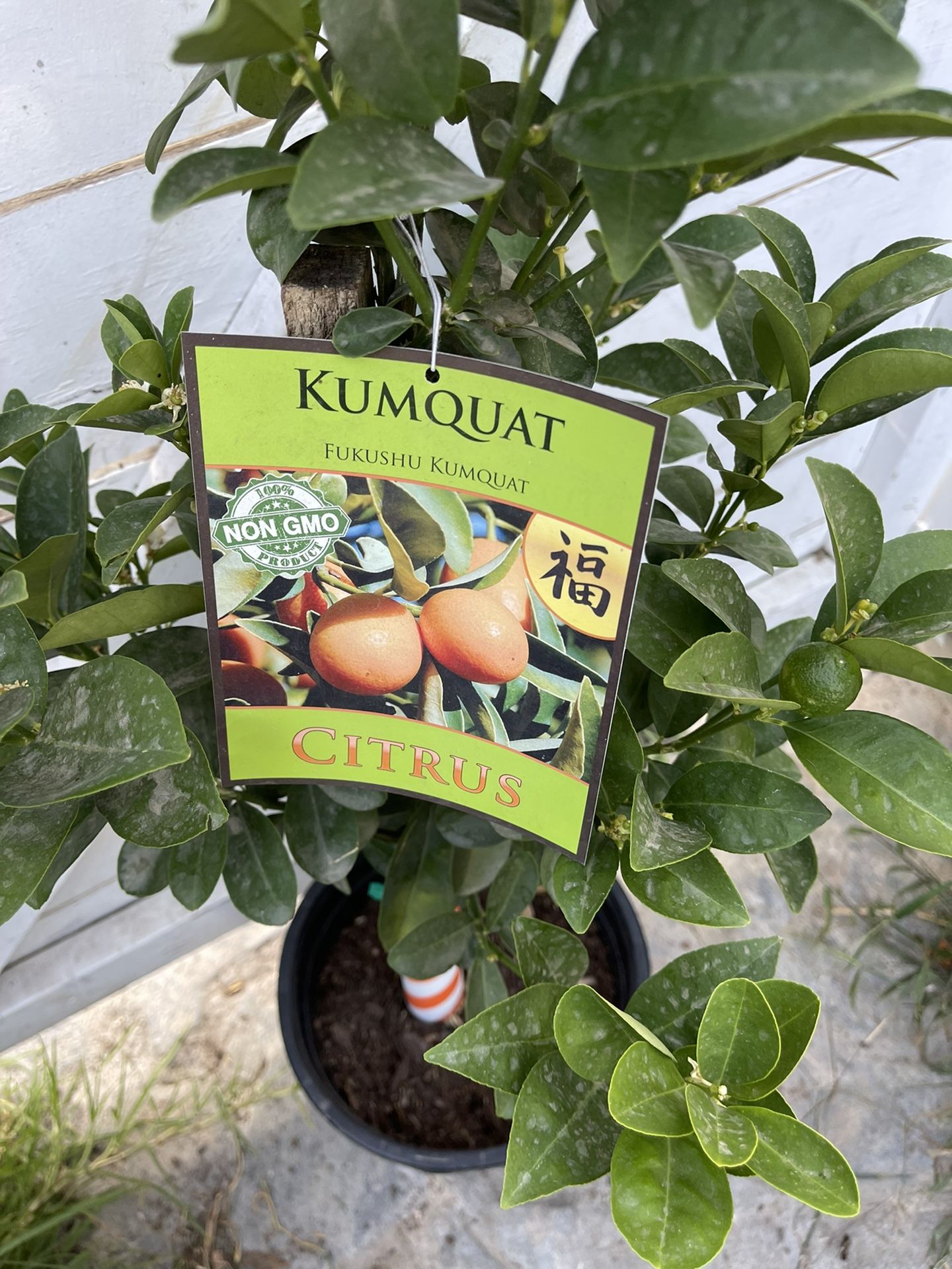 5g Kumquat Tree Bearing Fruit 