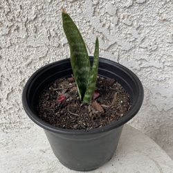 6 Inch Pot of Live Snake Plant - Sansevieria Laurentii -  Mother in Law’s Tongue - Great for Landscaping - Indoor Outdoor Plant - 🪴 