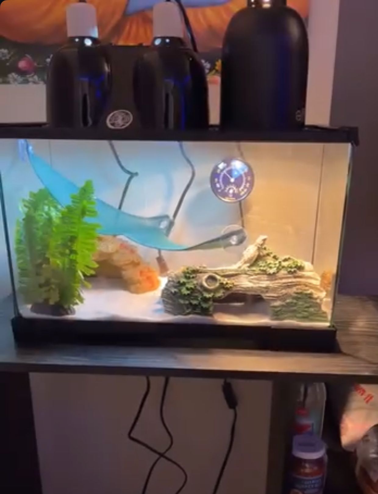 10 Gallon Tank With Lid