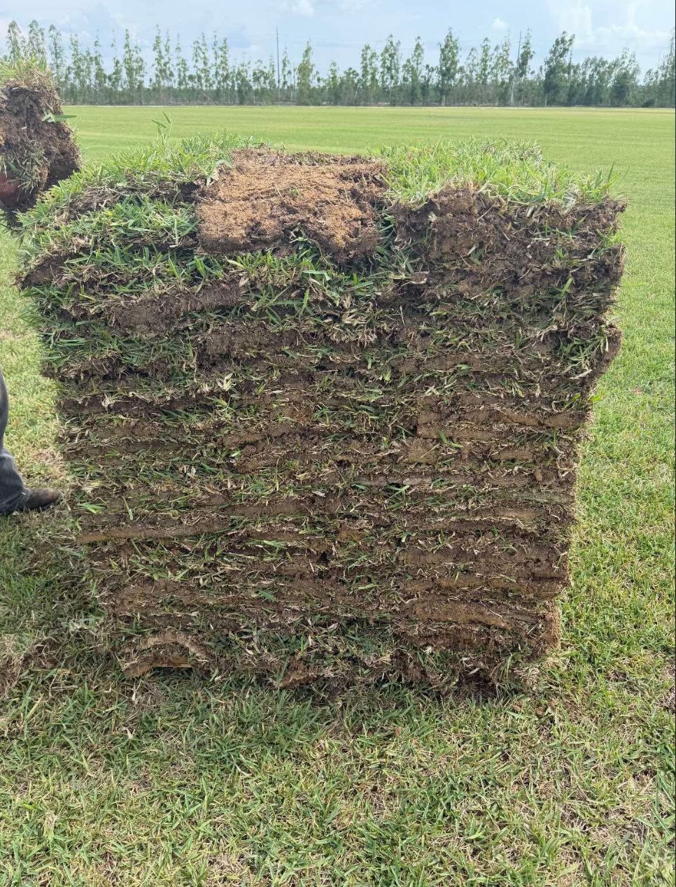 FLORATAM SOD