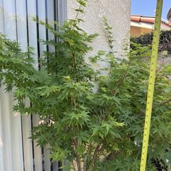 Sango Kaku Japanese maple $120