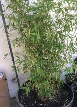 bamboo