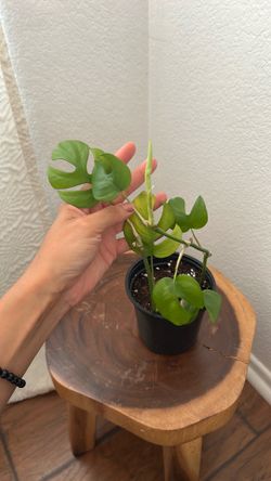 Mini Monstera Plant – Healthy & Easy to Care For
