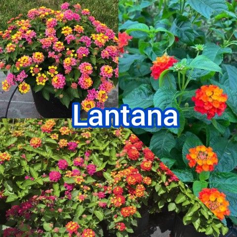 Lantana Plant 🪴 1gal