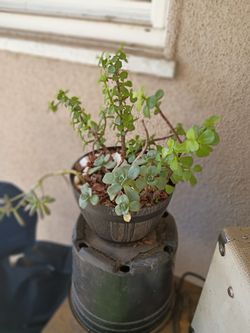 Plants