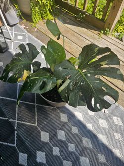 Thai monstera and more
