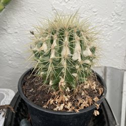 6in Pot Barrel Cactus