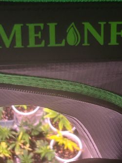 Grow tent misc clones