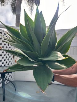 Agave plant cutting