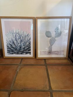 Framed pictures set of 2 - succulent and cactus